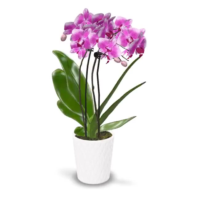 Just Add Ice 20-Pack Mini Assorted Pink Orchids Live Plant Party