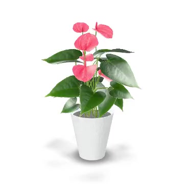 Just Add Ice 14-18" Tall Pink Sweet Dream Anthurium Live Plant in 5" Moss  Topped White Ceramic Pot, House Plant - Walmart.com