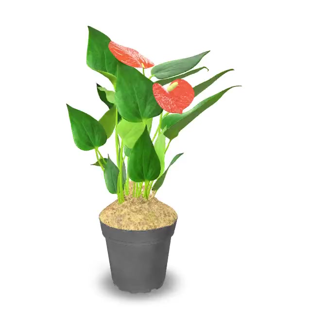 Costa Farms Live Indoor 12in. Anthurium, 2-Pack - Walmart.com
