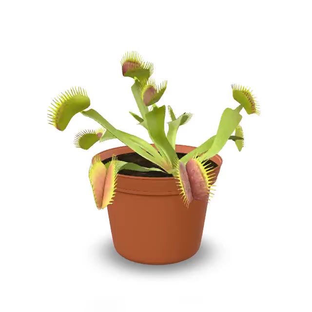 オリーライフ　テラポット Altman Plants Venus Fly Trap Live Plant with 3.5